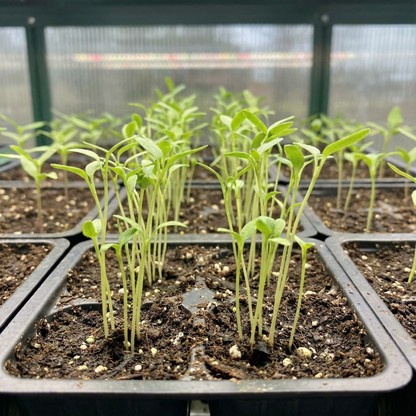 White Butterfly Bush Seeds – Buddleia davidii Perennial Shrub Seeds