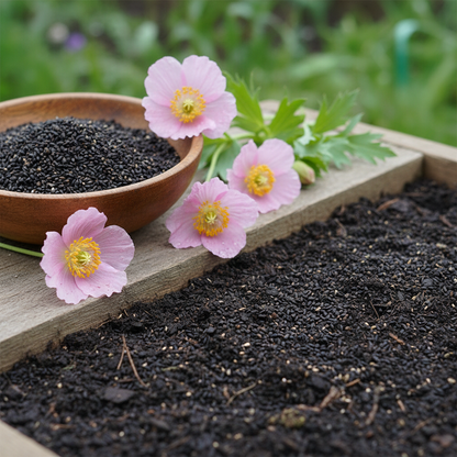 Meconopsis Baileyi Pink Icing Flower Seeds for Garden Planting