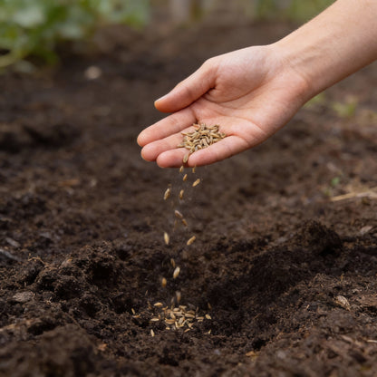 Japanese Kent Pumpkin Seeds for Planting – Gardening