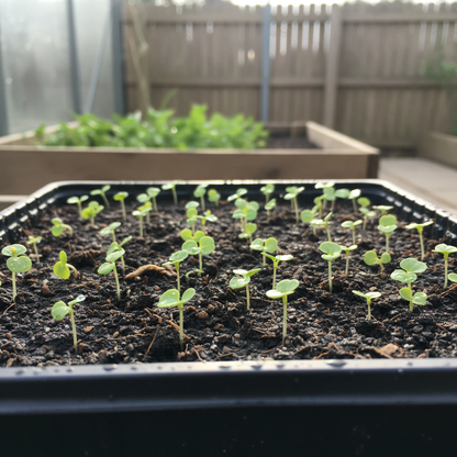 Knol Khol White Desi Vegetable Seeds – Crisp & Nutritious Kohlrabi