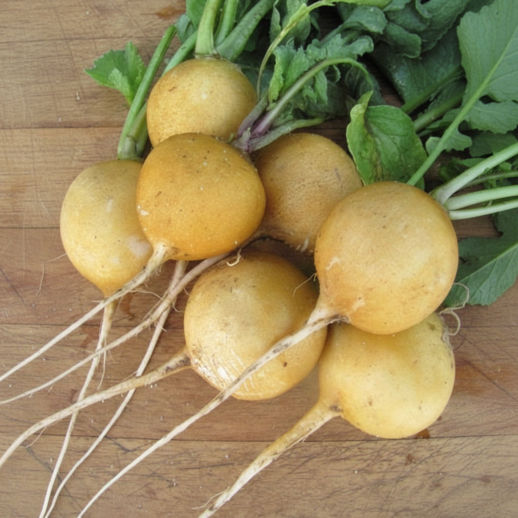 Radish Zlata Seeds - Radish Seeds for Home Garden