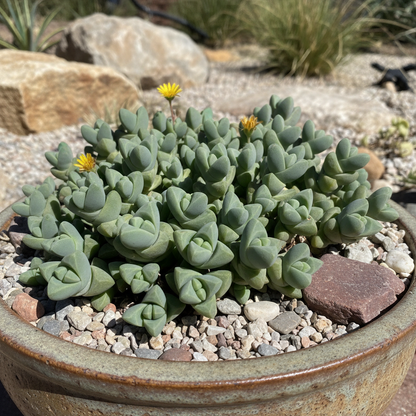 Shark Beak Succulent Seeds for Garden Planting