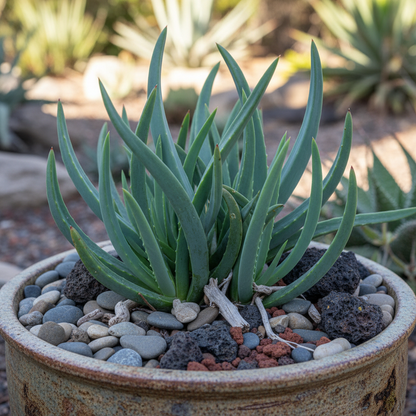 Shark Beak Succulent Seeds for Garden Planting