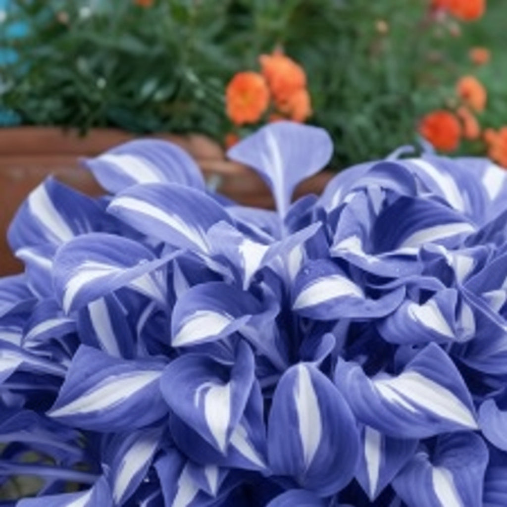 Blue Hosta Seeds for Planting – Premium Hosta Seeds for Outdoor Garden Planting