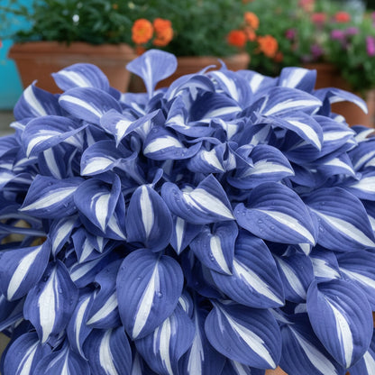 Blue Hosta Seeds for Planting – Premium Hosta Seeds for Outdoor Garden Planting