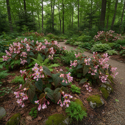 Begonia Grandis subsp. Evansiana Seeds for Planting – Elegant Shade-Loving Perennial