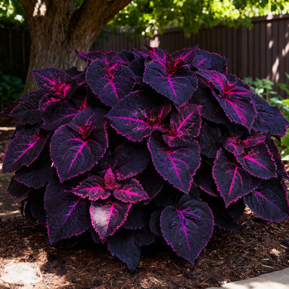 Coleus Black Dragon Seeds — Deep-Purple / Black Foliage for Dramatic Garden Contrast