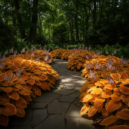Orange Hosta Seeds for Planting - Shade Garden Perennial