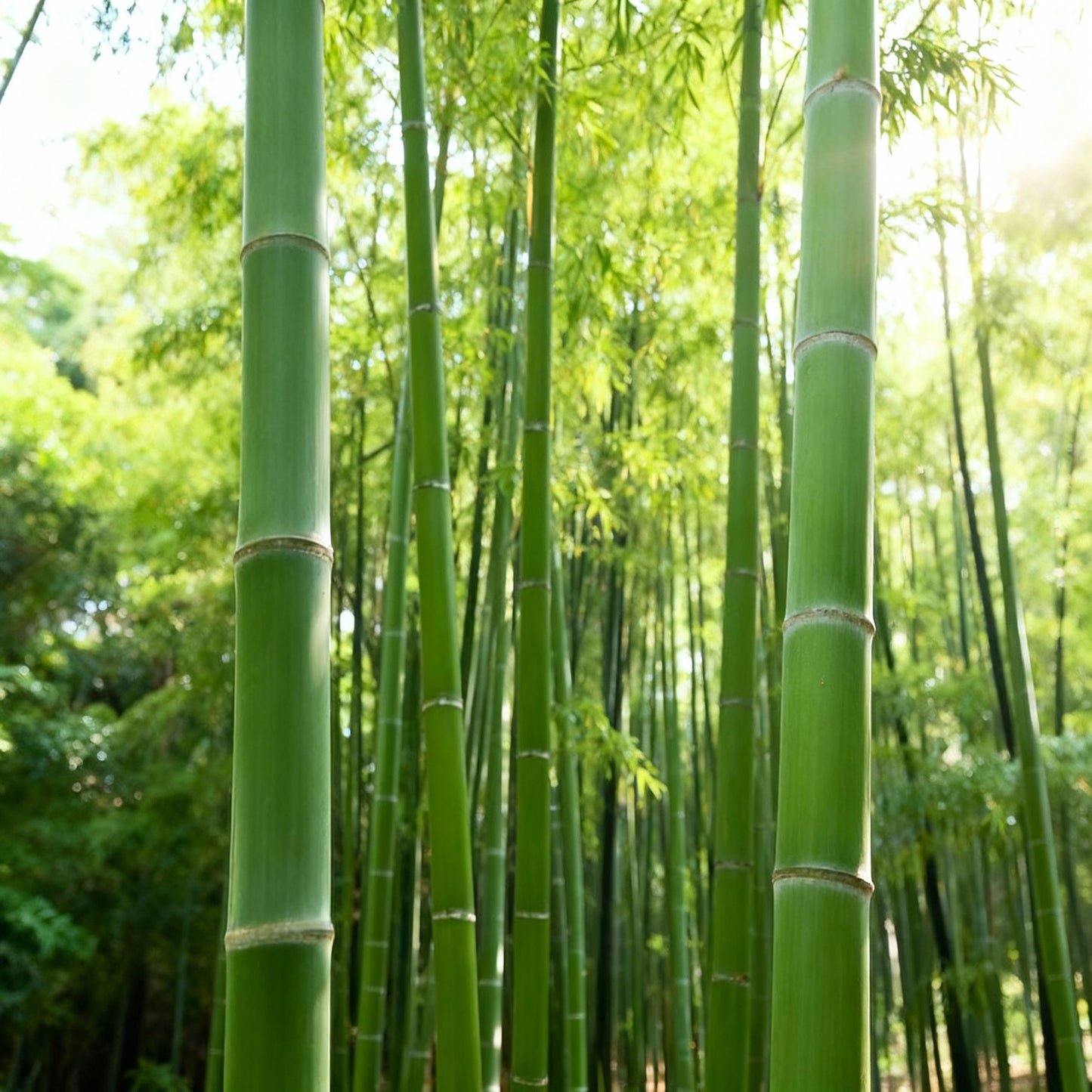 Giant Bamboo Seeds for Planting