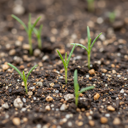 Silene Waldsteinii Flower Seeds for Garden Planting