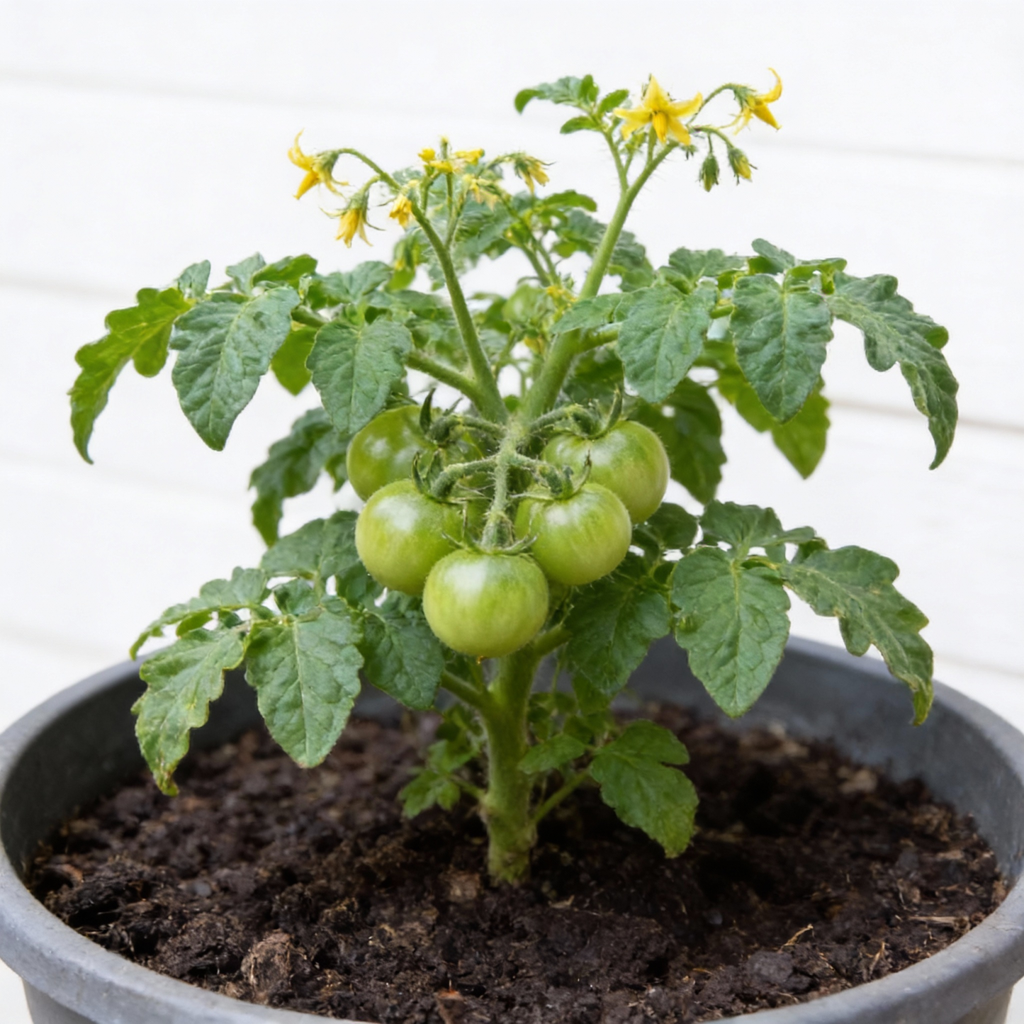 Tomato Moneymaker Seeds – Heirloom Tomato for Planting