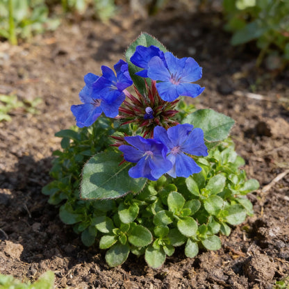 Ceratostigma Plumbaginoides Flower Seeds for Planting – Blue Leadwort 100 pcs