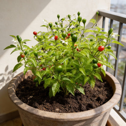 McMahons Texas Bird Pepper Seeds for Planting