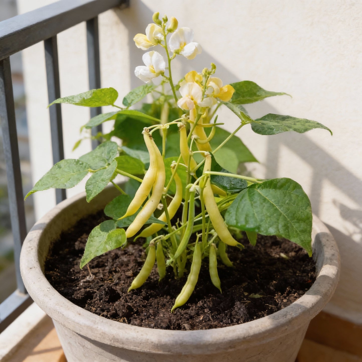 Arikara Yellow Bean Seeds