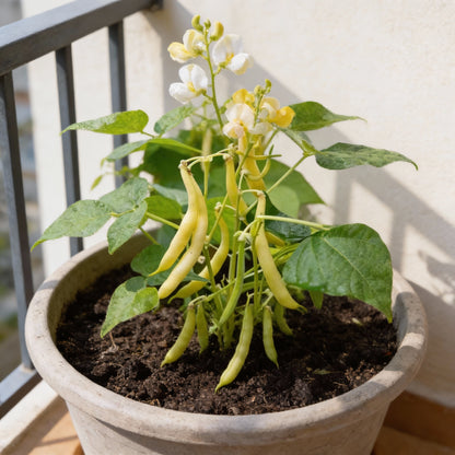 Arikara Yellow Bean Seeds
