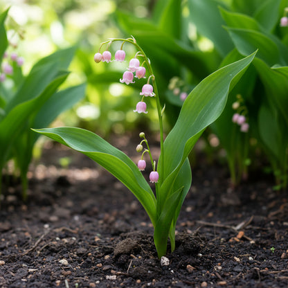 Pink Lily of the Valley Seeds for Planting