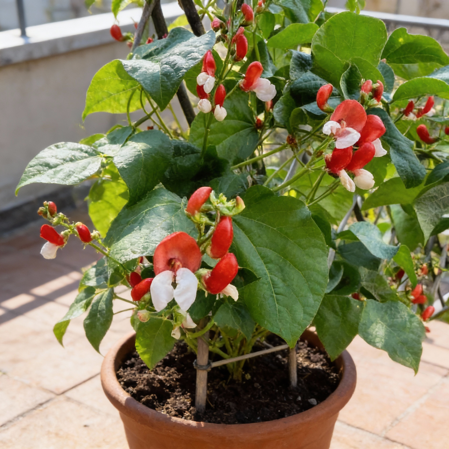 Painted Lady Improved Runner Bean Seeds
