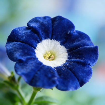 Blue Petunia Seeds for Planting – True Blue Flowering Variety