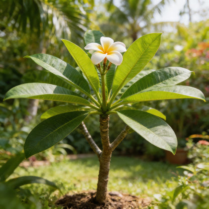 Mixed Colors Plumeria Rubra Flower Seeds for Planting (Frangipani) – Exotic Tropical Blooms