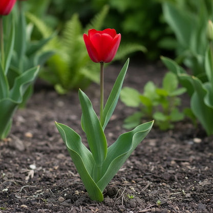 Tulip Flower Seeds for Planting