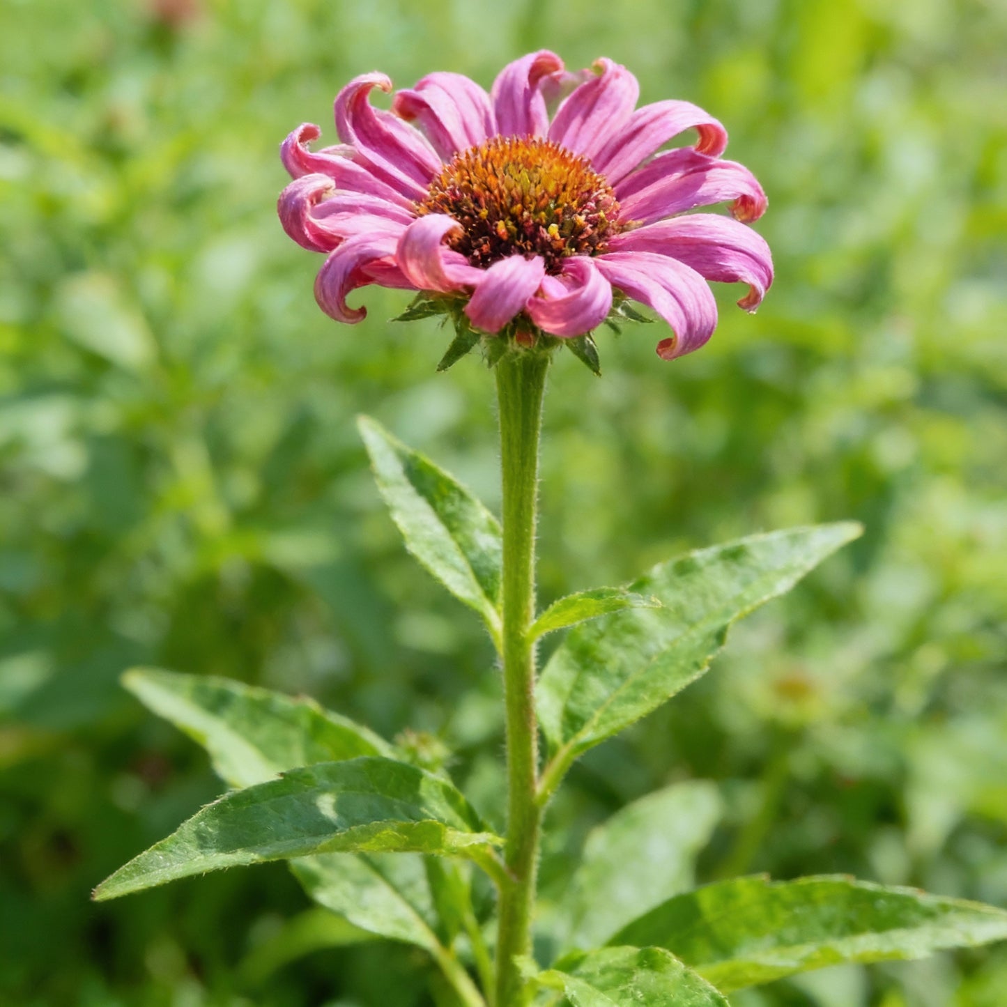 Purple Coneflower Seeds Echinacea for Garden Planting