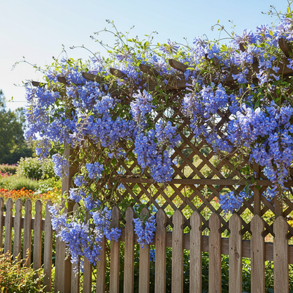 Sky Blue Jude Vine Flower Seeds - Climbing Flower Seeds for Garden