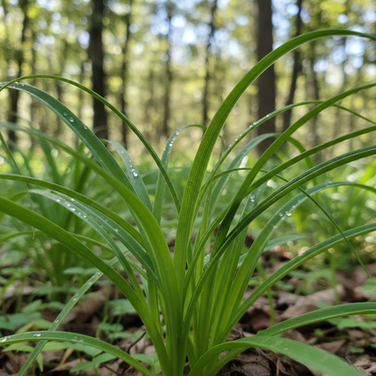 Triteleia Ixoides Seeds for Garden Planting