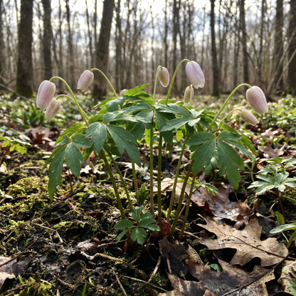 Wood Anemone Seeds for Planting – Anemone nemorosa Perennial Flower Seeds