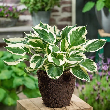 Patriot Hosta Seeds for Garden Planting