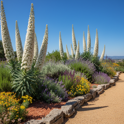 Echium pininana Snow Tower Flower Seeds for Garden Planting