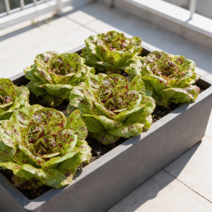 Lettuce Freckles Vegetable Seeds - Lettuce Seeds for Home Garden