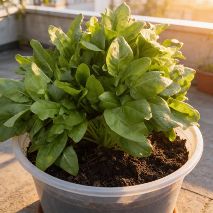Sorrel Seeds – Tangy Leaves for Planting