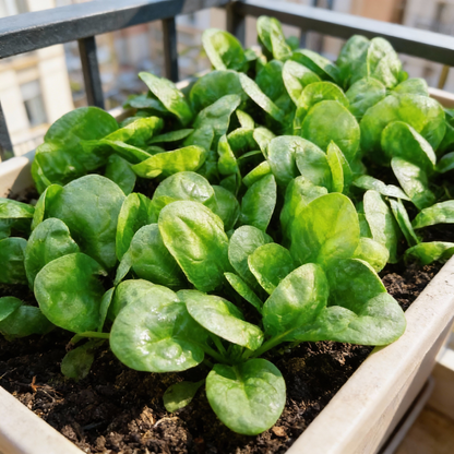 Corvair Spinach Seeds - Spinach Seeds for Home Garden
