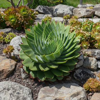 Spiral Aloe Seeds (Aloe Polyphylla) – Rare Geometric Succulent