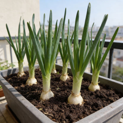 High-Quality Leek Stamford Seeds