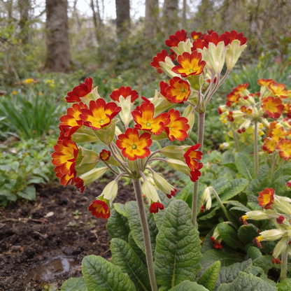 Primrose Veris Sunset Red Colours Flower Seeds – Perennial for Planting