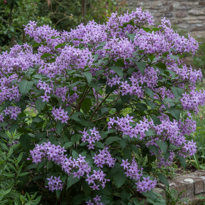 Lycianthes Lycoides Flower Seeds for Garden Planting