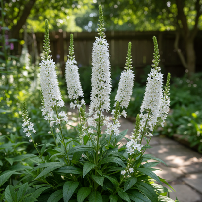 Lysimachia Ephemerum Flower Seeds for Garden Planting