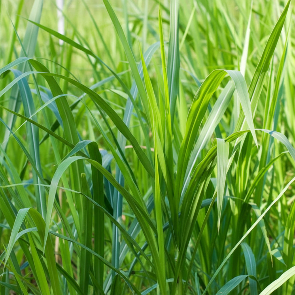 buffalo-grass-seeds-for-planting-bouteloua-dactyloides-drought-tolerant-turf-grass