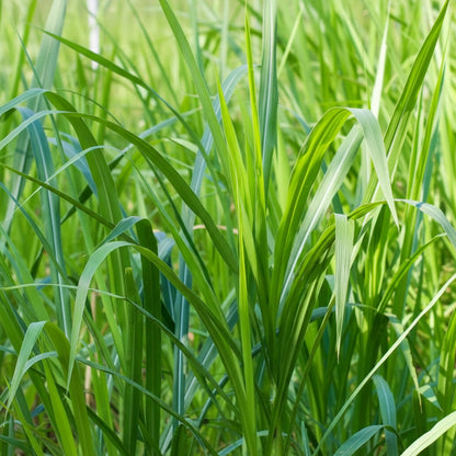 Buffalo Grass Seeds for Planting – Bouteloua dactyloides Drought-Tolerant Turf Grass