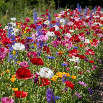Papaver somniferum Seeds for Planting - Garden Poppy Mix