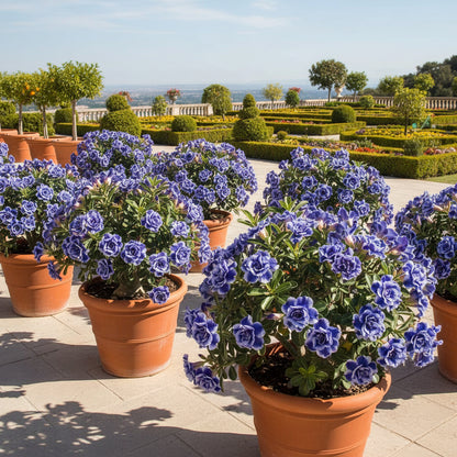 Blue White Desert Rose Seeds for Planting - Adenium