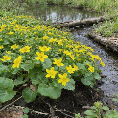 Swamp Marigold Seeds for Planting