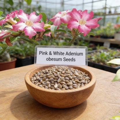 Pink and White Adenium Obesum Flower Seeds for Planting – Desert Rose Blooms