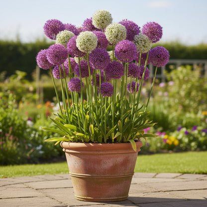 Giant Allium Giganteum Flower Seeds for Planting – Stunning Perennial Blooms