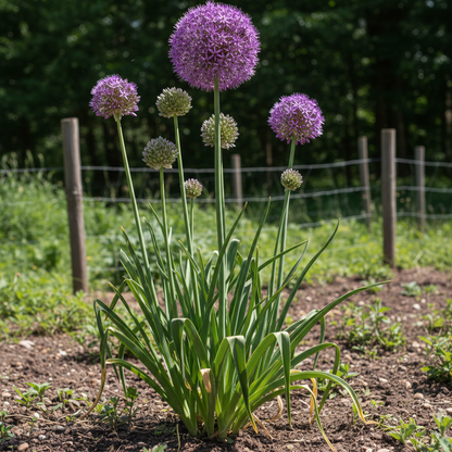 Pink Allium Giganteum Seeds – Rare Soft Pink Blooms