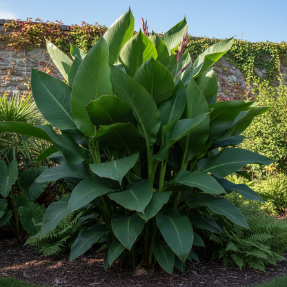 Canna tuerckheimii Flower Seeds for Garden Planting