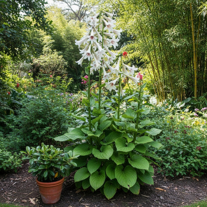Giant Himalayan Lily Seeds for Planting