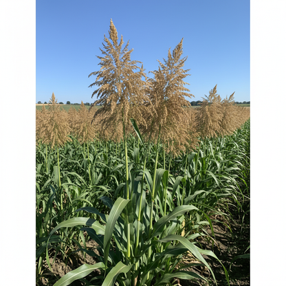 Broom Corn Seeds for Planting – Tall Ornamental & Craft Grass