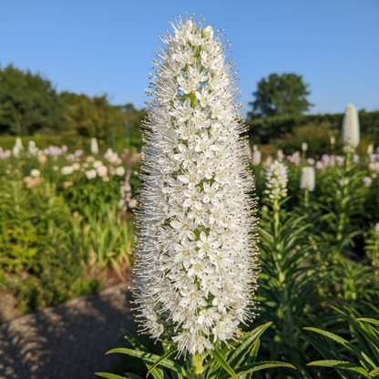 Echium pininana Snow Tower Flower Seeds for Garden Planting